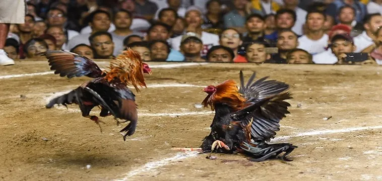 Đá Gà V7BET: Bí Mật Chiến Thắng Chưa Từng Tiết Lộ